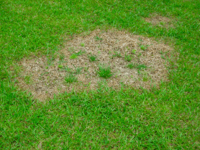 Green Grass